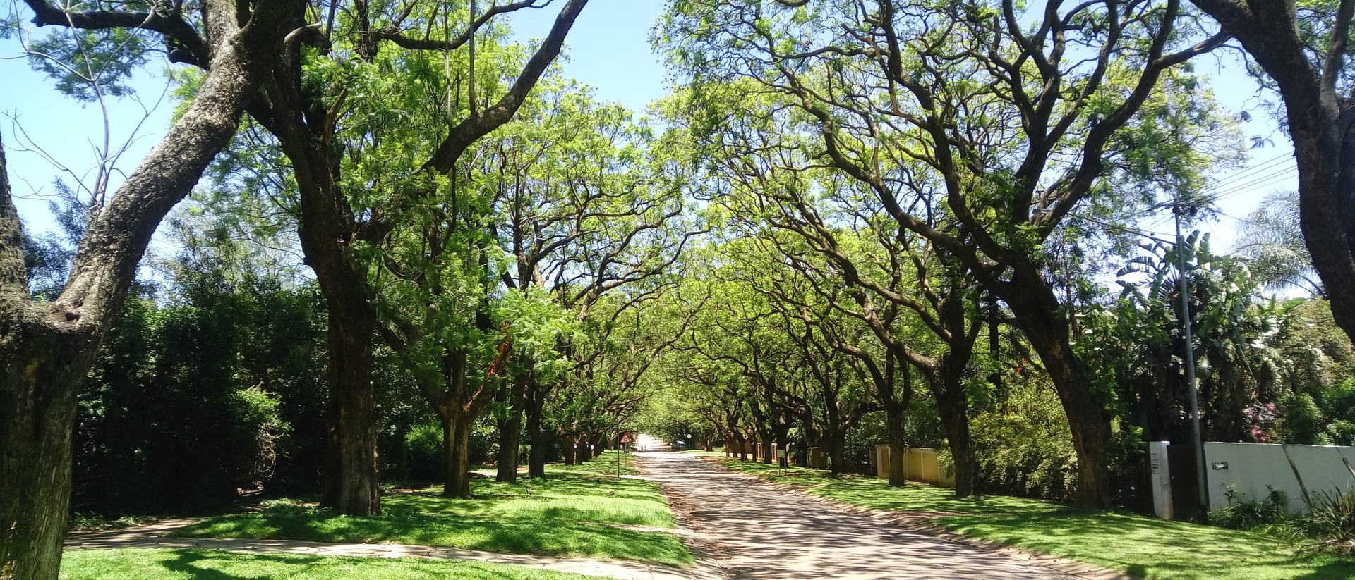 A tree-lined residential street in Brooklyn, Pretoria, with a boundary wall and hedge along the pavement.